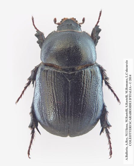 Pentodon bidens punctatus