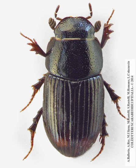 Phalacronotus biguttatus