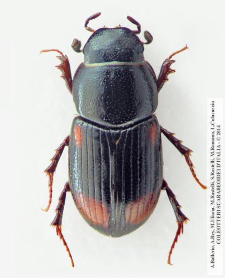 Phalacronotus quadrimaculatus quadrimaculatus