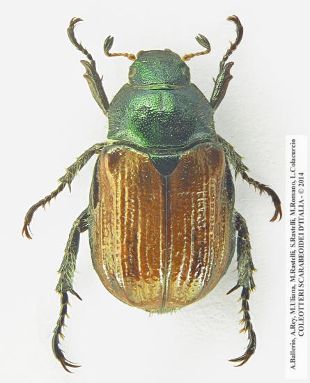 Phyllopertha horticola, femmina