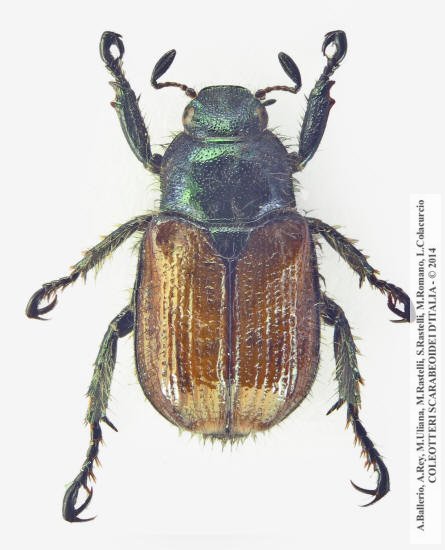 Phyllopertha horticola, maschio 