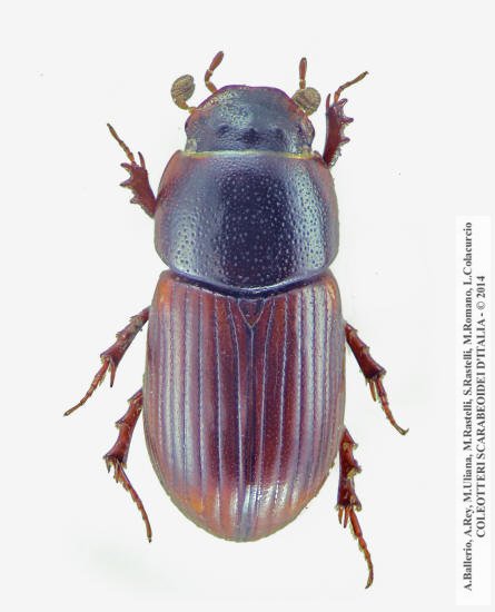 Planolinoides borealis