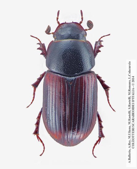 Planolinus fasciatus