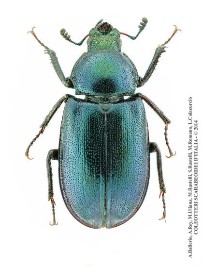 Platycerus caprea, femmina