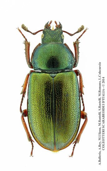 Platycerus caraboides, femmina