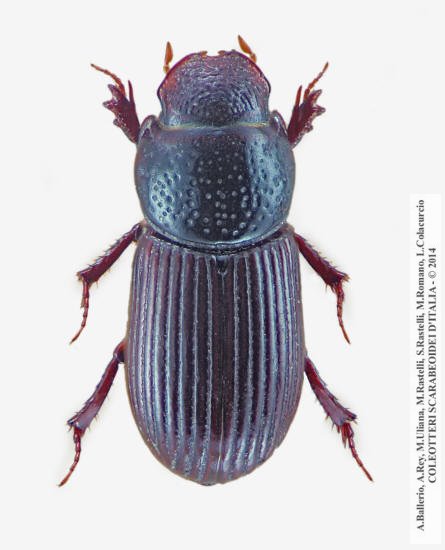 Platytomus laevistriatus