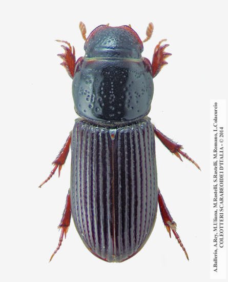 Pleurophorus mediterranicus
