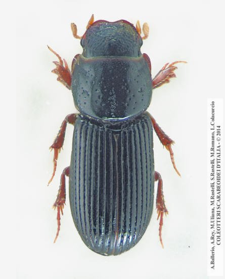 Pleurophorus pannonicus