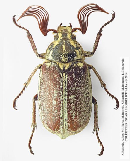 Polyphylla ragusae aliquoi, maschio 