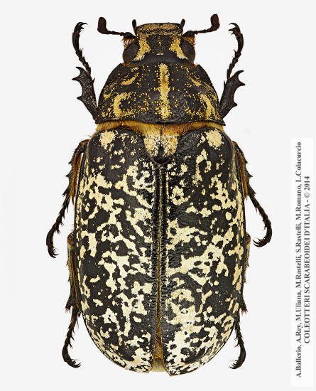 Polyphylla fullo, femmina