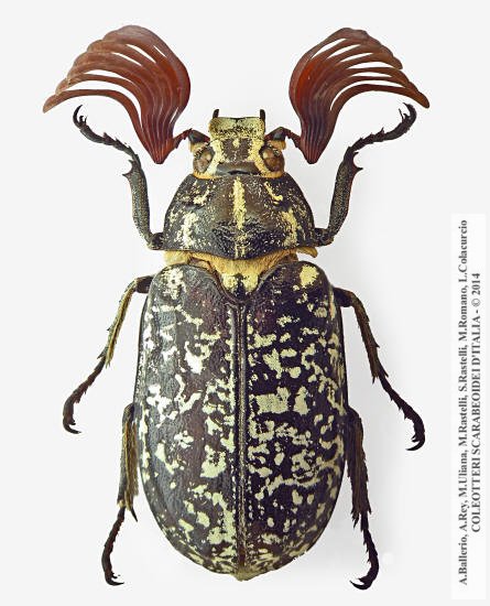 Polyphylla fullo, maschio