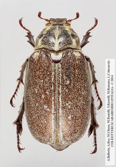 Polyphylla ragusae ragusae, femmina