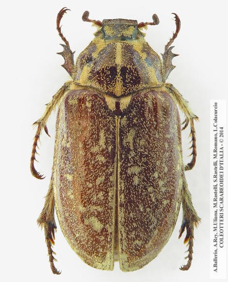 Polyphylla ragusae aliquoi, femmina