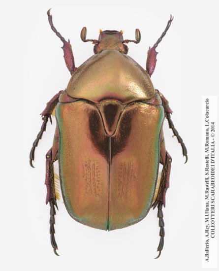 Protaetia cuprea hypocrita, maschio