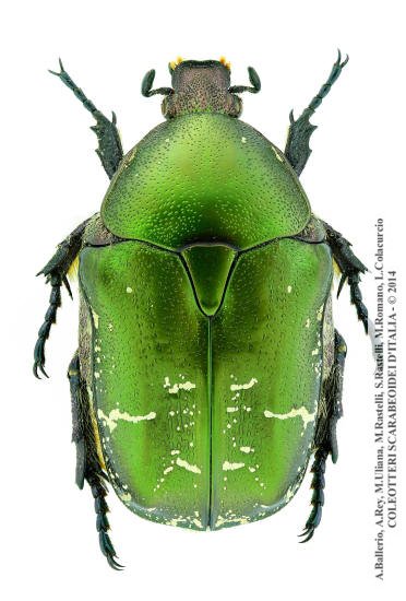 Protaetia cuprea metallica 