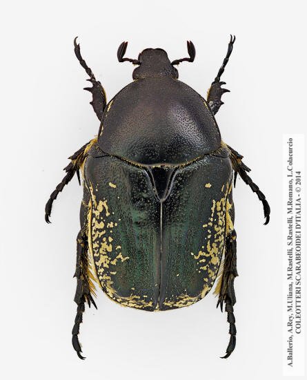 Protaetia squamosa crassicollis