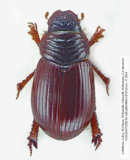 Psammodius basalis