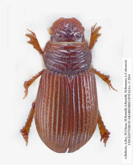 Psammodius pierottii