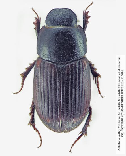 Pubinus tomentosus