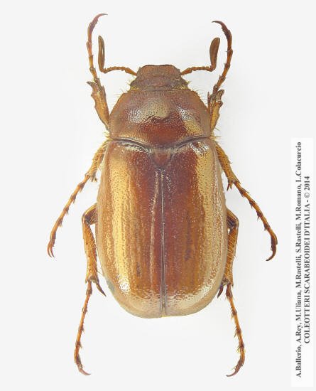 Rhizotrogus cicatricosus, maschio 