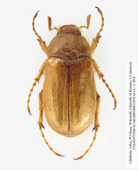 Rhizotrogus marginipes, maschio