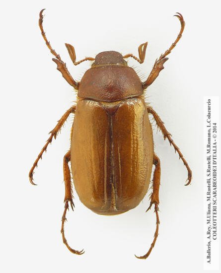 Rhizotrogus pallidipennis, maschio