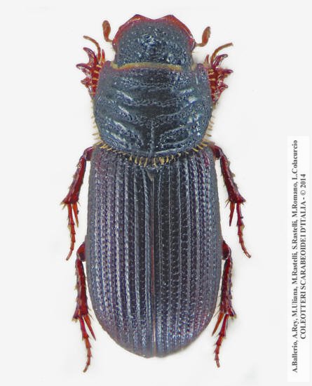 Rhyssemus annaedicatus