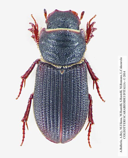 Rhyssemus limbolarius