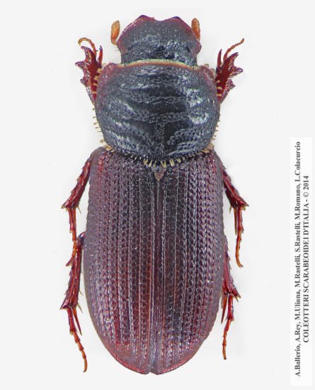 Rhyssemus parallelus