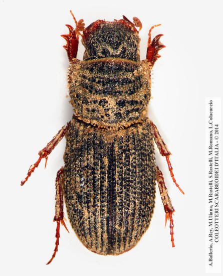 Rhyssemus verrucosus