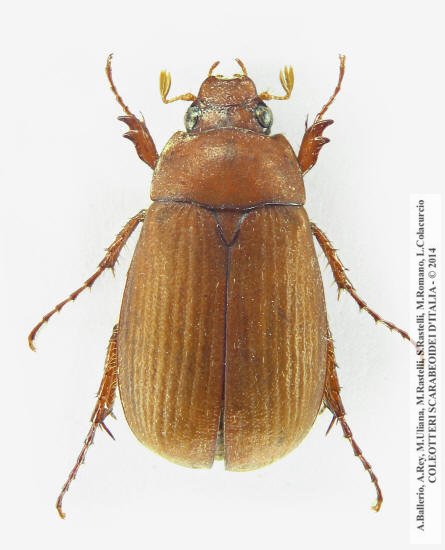 Serica brunna, femmina 