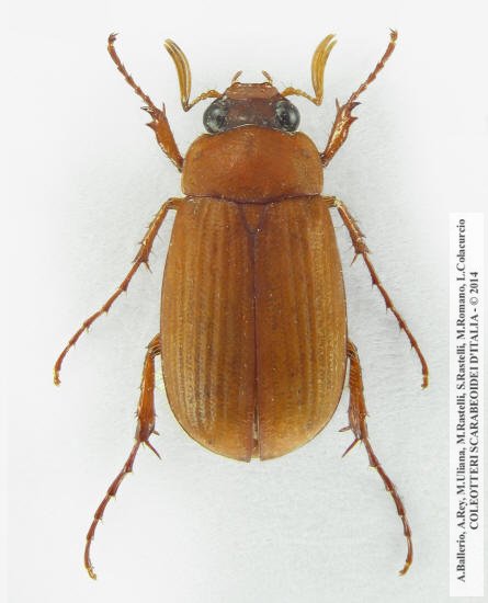 Serica brunna, maschio 