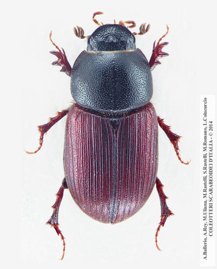 Sigorus porcus