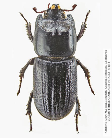 Sinodendron cylindricum, maschio