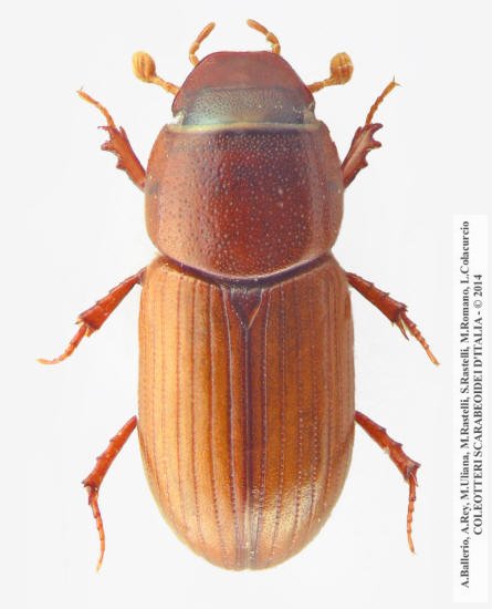 Subrinus sturmi