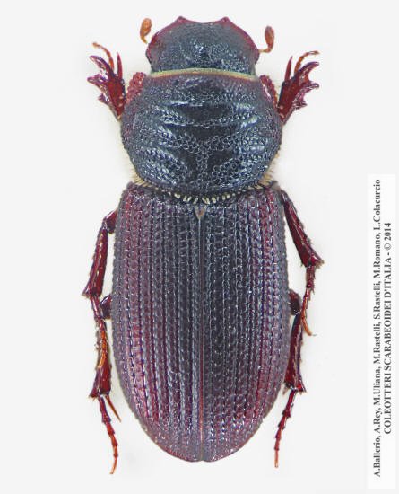 Trichiorhyssemus dalmatinus