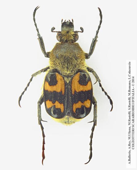 Trichius rosaceus zonatus 