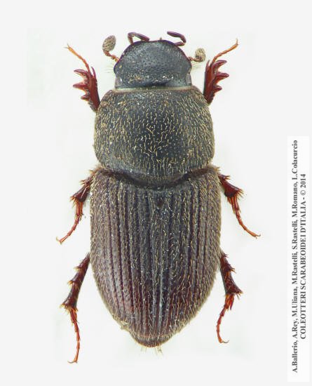 Trichonotulus scrofa