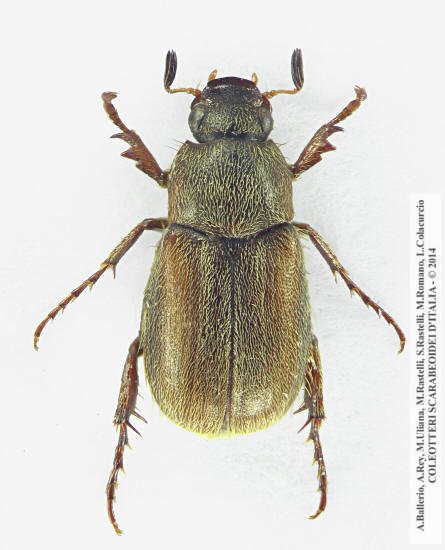 Triodontella nitidula, maschio
