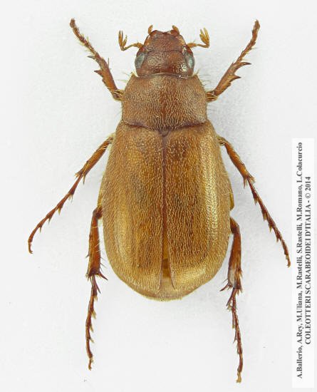 Triodontella raymondi, maschio 