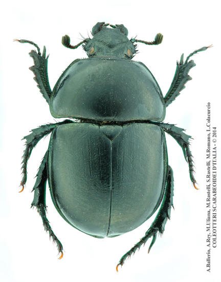Trypocopris alpinus marianii, maschio 