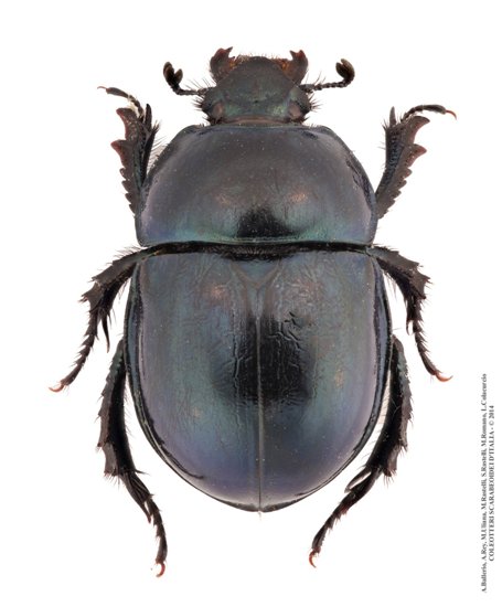 Trypocopris pyrenaeus bartolii