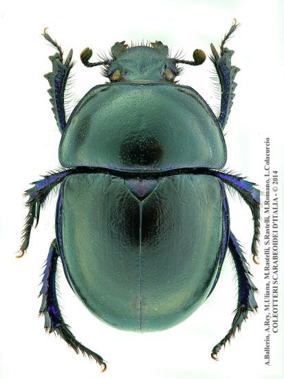 Trypocopris vernalis apenninicus, maschio