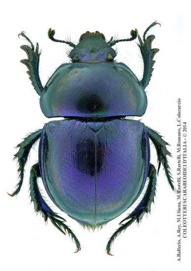 Trypocopris pyrenaeus cyanicolor, femmina