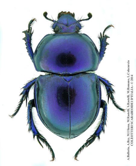 Trypocopris pyrenaeus cyanicolor, maschio