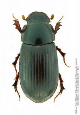 clicca per ingrandire