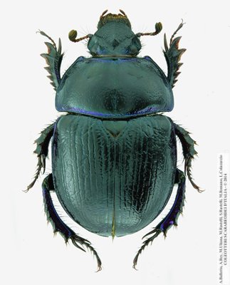 ckicca per ingrandire