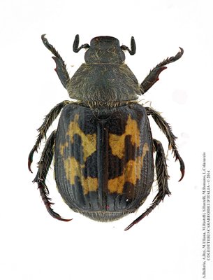 clicca per ingrandire