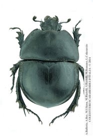 Jekelius marginatus, maschio