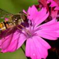 Bioblitz “Alberto Pivato” a Crespano del Grappa — 20–21 giugno 2026 – Indicazioni